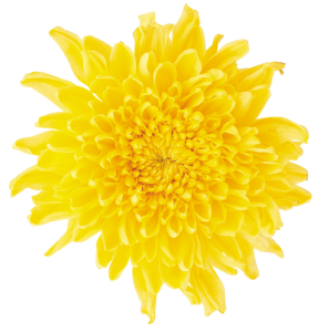 Dandelion PNG-12864